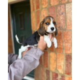 Cachorros Beagle (8 09-) -9 02- 2183-