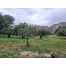 Vendo Finca Y Bodeguita Con Vivienda