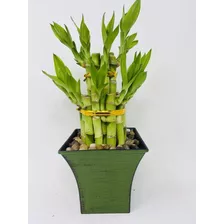 20 Pz De Bambu Chino De La Suerte (planta Lucky Bamboo)