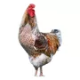 Terceira imagem para pesquisa de galinha gsb