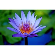 Lotus Azul Sagrado Sementes Nymphaea Caerulea Etno P/ Mudas