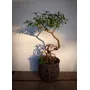 Segunda imagen para búsqueda de bonsai