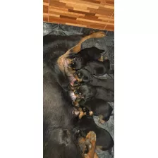 Rottweiler Hermosos