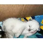 Primera imagen para búsqueda de gatos
