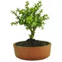 Tercera imagen para búsqueda de bonsai bogota