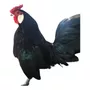 Terceira imagem para pesquisa de galinha rhodia aves