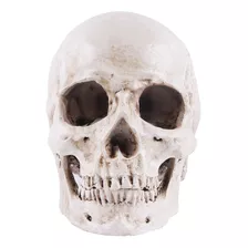 Modelo Anatómico De Cráneo Humano Ideal Para Enseñanza