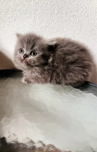 Segunda imagen para búsqueda de gatos