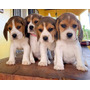 Primera imagen para búsqueda de perros beagle