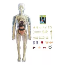 Esqueleto, Modelos Do Corpo Humano, Medicina, Enfermagem, An
