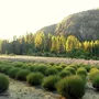 Segunda imagen para búsqueda de lavanda seca