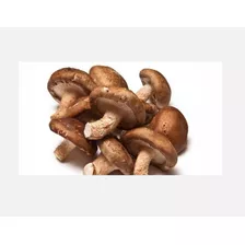 Shitake (lentinula Edodes) -micelio/semilla 1kg