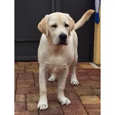 Labrador Retriever! La Mejor Calidad En Mexico