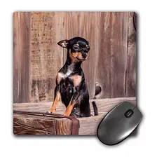 3drose Mouse Pad Chihuahua Standing In A Wooden Tub 8 X