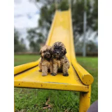 Cachorros Poodle Miniatura 45