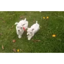 Schnauzer Miniaturas Blancos 