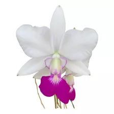 Orquídea Walkeriana Semi-alba Pré-adulta Em Toquinho