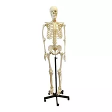 Esqueleto Humano Tamaño Real 170cm, Detalle Huesos No Pelvis