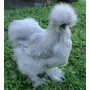Segunda imagem para pesquisa de vendo galinhas sedosa japonesa