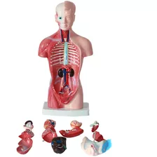 Modelo Estructural Del Órgano Anatómico De La Torsa Humana D