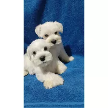 Cachorritos Schnauzer Miniatura