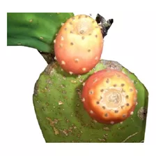Nopal Opuntia Sin Espinas Tuna Vivero Cielo Verde Orgánico