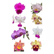 Kit I Mudas De Orquídeas Variadas