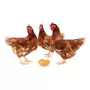 Segunda imagen para búsqueda de gallinas ponedoras precio microemprendimiento