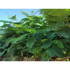 Semillas De Arbol Acacias