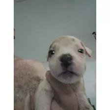 Cachorro Pibull Macho45 Dias