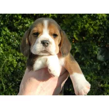 Cachorros Beagles