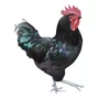 Segunda imagem para pesquisa de venda de galinhas de raca gigante