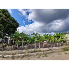 Licey Al Medio Se Venden Solares Desde 696metros Hasta 250