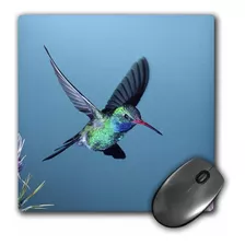 Colibri De Pico Ancho, 8 X 8 X 0.25, De 3drose, Southern ...