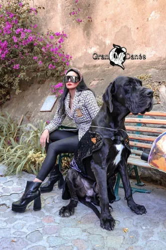 Tercera imagen para búsqueda de criadero de mapaches