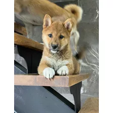 Shiba Inu