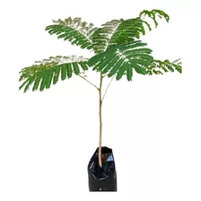 Planta Planta Bonsai