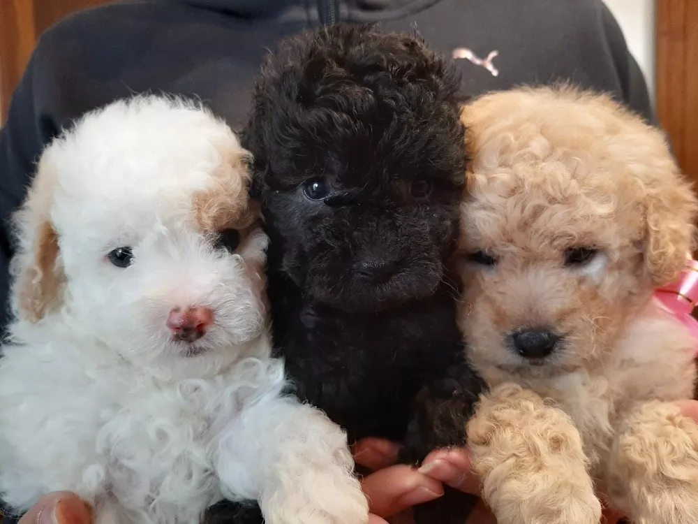 Caniche Hermosos Cachorros Negro Perros De Raza Capital Federal Mebuscar Argentina