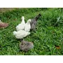 Primeira imagem para pesquisa de vendas de galinha da angola aves