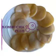 Kombucha Scoby Hongo Madre Organico Con Iniciador