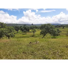 Fazenda 41 Ha 3km Do Asfalto Catu - Ba 