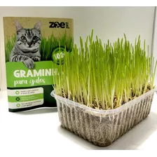 Graminha Natural Para Gatos Eliminação Pelos Digestao 130g