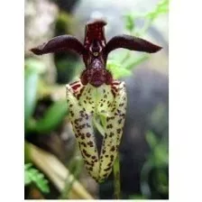 Orquídea Cara De Monstrinho Bulbophyllum Lasiochilum Adulta