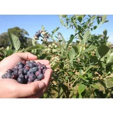 Kit 8 Frutas Vermelhas:4 Amora Xingu 2 Mirtilos 2 Framboesas