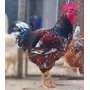 Terceira imagem para pesquisa de galinha sertaneja balao