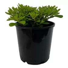 Pitosporum Mini Folha Kit60 Mudas 10cm Plantas De Condomínio