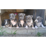 Cachorro Pitbull Blue 1 Mes De Nacidos 100% Vacunados