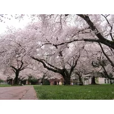 15 Sementes Cerejeira Sakura Branca Para Mudas 