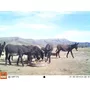 Primera imagen para búsqueda de venta de burros y mulas