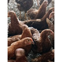 Segunda imagen para búsqueda de gallinas ponedora